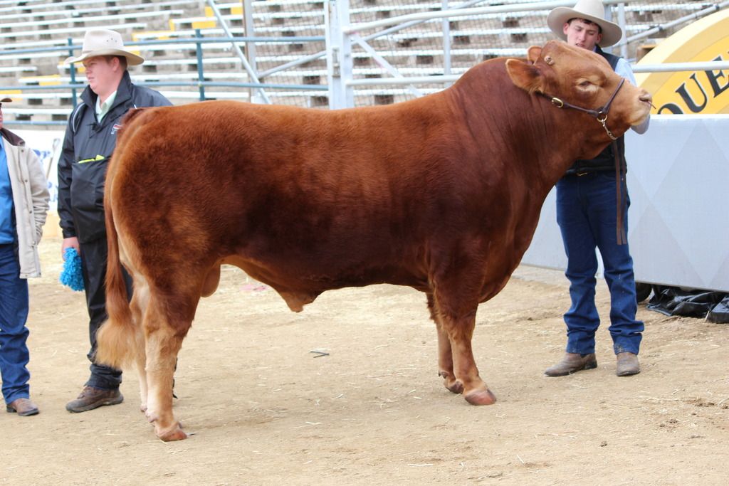 Continental breeds at Brisbane Ekka Cattle, Cow